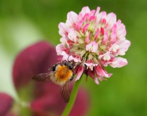 Låt trädgården blomstra